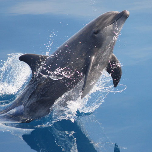 5D4N Dolphin Coast Perth4 btn