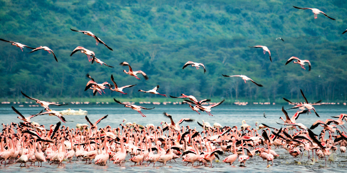 8D7N Kenya Safari Experience By National Geographic Journeys natgeo journey kenya lake nakuru national park