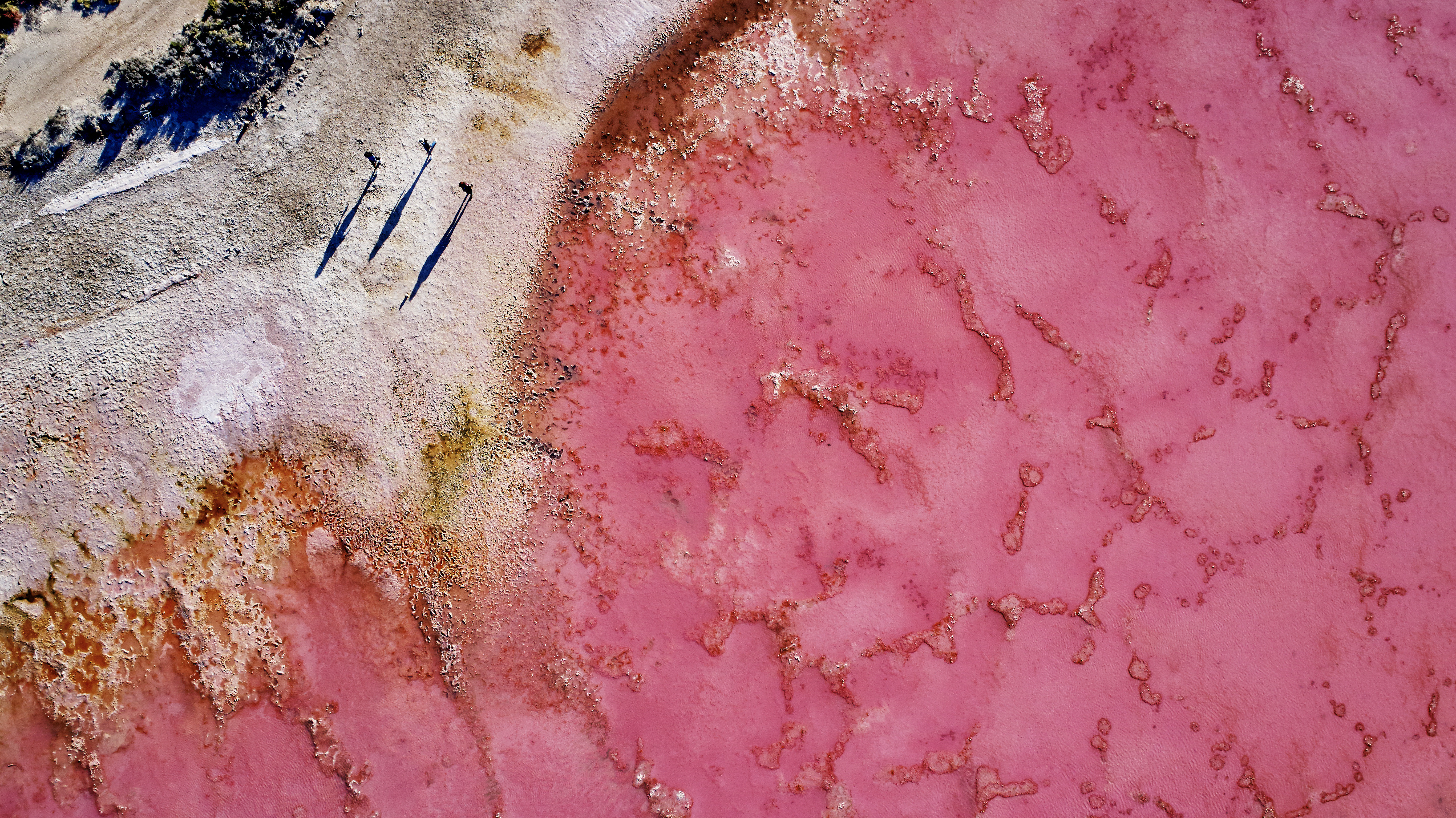 An aerial shot captures the striking pink waters of Hutt Lagoon near Port Gregory, Australia. The lake's vivid color, likely due to algae, contrasts sharply with the light-colored, textured shoreline where long shadows suggest tall, slender objects or people.