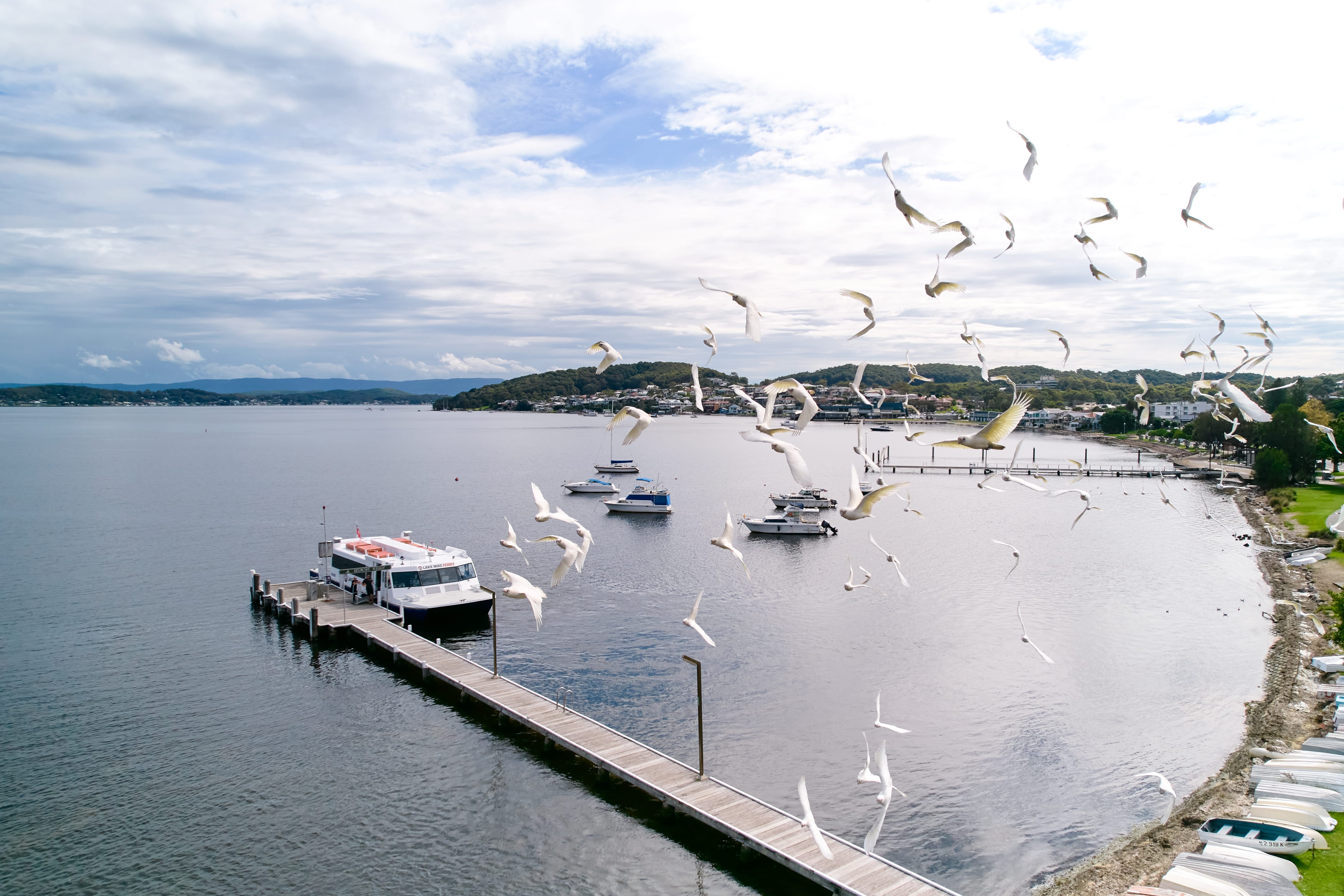 An aerial shot capturing Belmont Wharf on Lake Macquarie, showing a ferry docked at a long pier. Several smaller boats are moored nearby, and a flock of white birds flies dynamically across the sky in the foreground. The lake extends to forested hills in the distance under a partly cloudy sky.