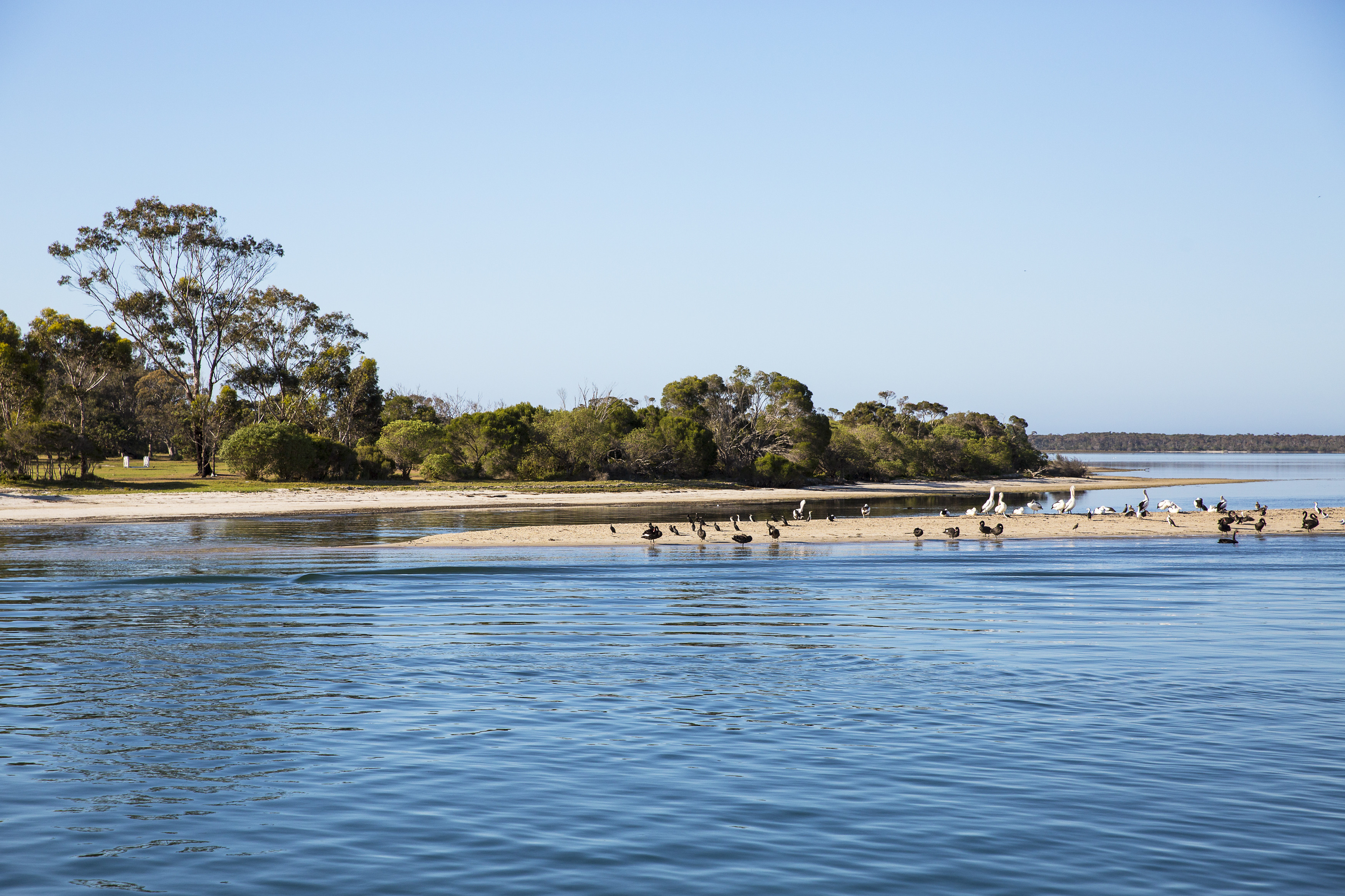 A sunny view of a sandy spit of land on the Gippsland Lakes, teeming with various water birds. Large gum trees and other green vegetation line the shoreline, with calm blue water in the foreground and stretching to the horizon under a clear sky.