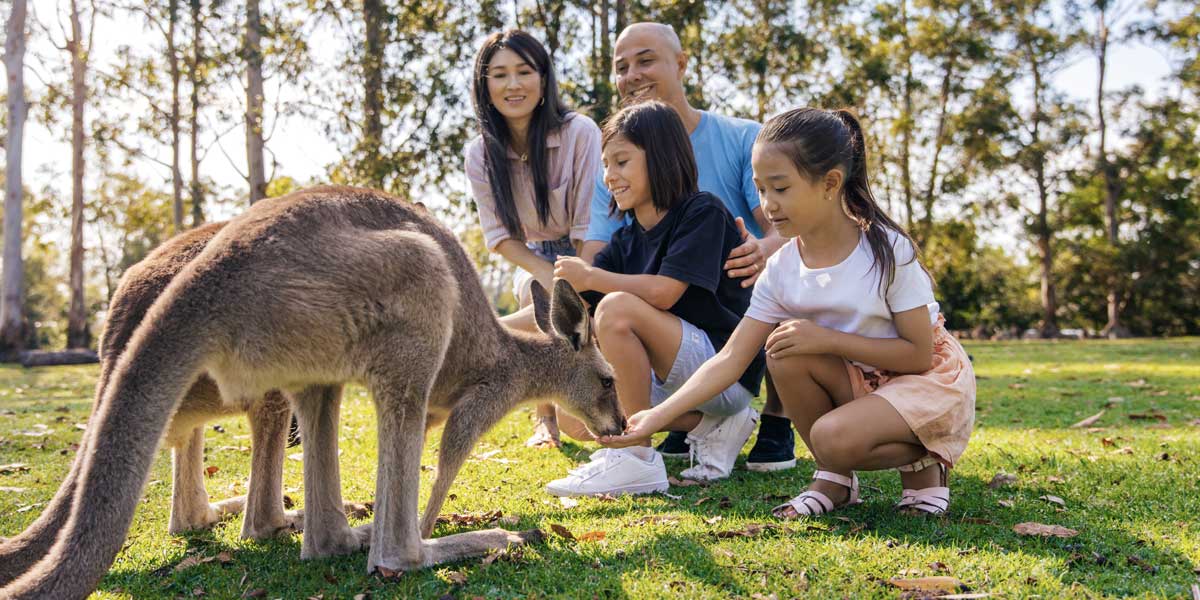 destination-australia-lone-pine-koala-sanctuary-bne